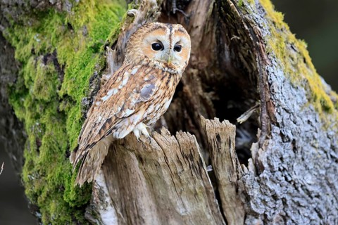 Tawny owl (Strix aluco), adult, perch, on tree, in winter, alert, Bohemian Forest, Czech Republic,