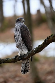 Hawk (Astur gentilis), adult, female, on tree, in winter, alert, Bohemian Forest, Czech Republic,