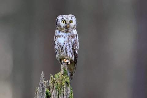Roughfoot owl (Aegolius funereus), groufoot owl, adult, perch, alert, in winter, Bohemian Forest,