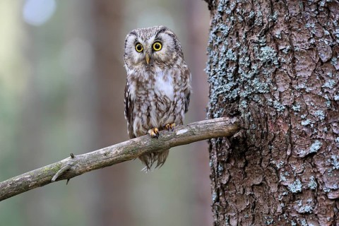 Roughfoot owl (Aegolius funereus), groufoot owl, adult, on tree, alert, in winter, Bohemian Forest,