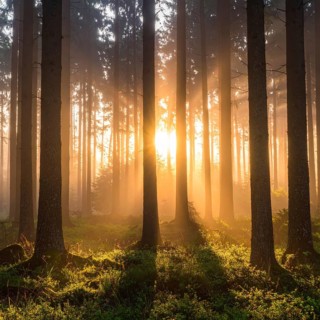 Sunlight streaming through a dense, misty forest, Fog covered forest in summer with mystic golden