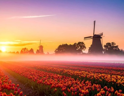 Fog covered landscape in sunrise with tulip fields and windmill in background, AI generated