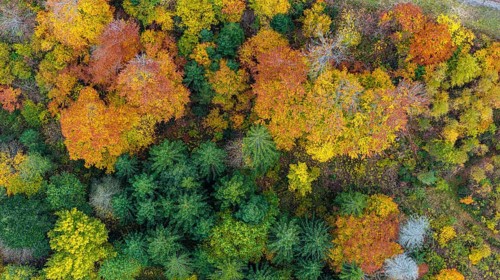 Autumn forest in the Black Forest. Drone photo of trees in colorful autumn leaves and conifers,