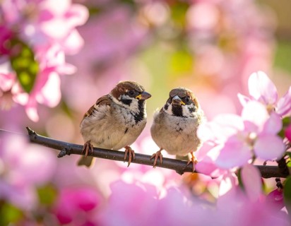 Small funny Sparrow Chicks sit in the garden surrounded by pink Apple blossoms on a Sunny may day,