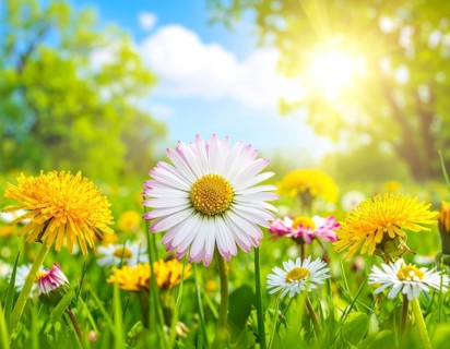 A sunny meadow with daisies in full bloom under bright sunlight, creating a vibrant and cheerful