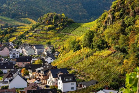 Vineyards in autumn in the middle Ahr Valley, near Mayschoß, Rhineland-Palatinate