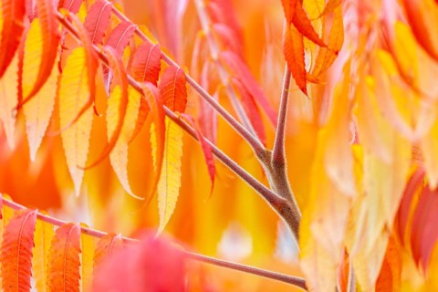 Vinegar tree (Rhus typhina) in autumn colors, autumn, Krauchenwies, Upper Danube nature park Park,
