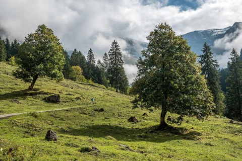 Hiking trail in the Dietersbachtal from Gerstruben to Alpe Dietersbach, Nebelschwanden hang in the