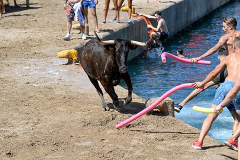 Bous a la Mar Fair, in English Bulls in the Sea, Bullfighting, Javea or Xàbia, Alicante Province,