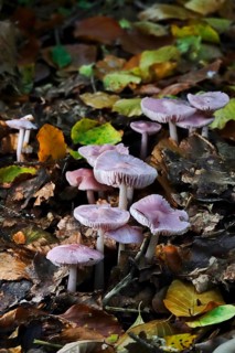 Purple lacquer funnel (Laccaria amethystina) in the forest, autumn time, October, Saxony, Germany