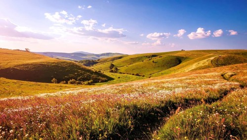Fresh summer hilly Landscape with blooming Meadow, green plants, Blue Sky with cloudy sky, serene