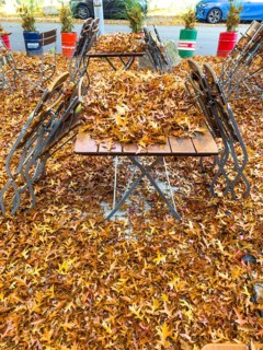 Autumn in town, car parked under deciduous tree, swamp oak, ground and vehicle covered with fallen