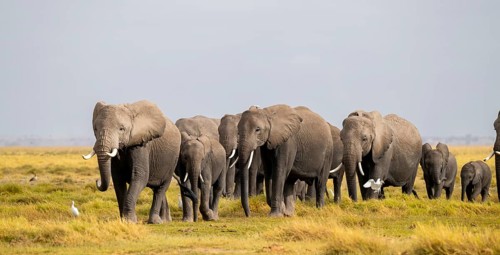African elephant (Loxodonta africana) large herd with young animals and herons (Bubulcus ibis), in