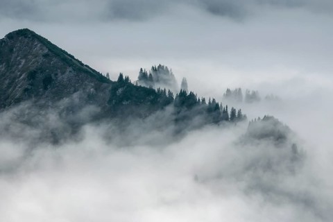 Ridge with conifers sticking out of fog, Allgäu Alps, near Oberstdorf, Oberallgäu, Allgäu, Bavaria,