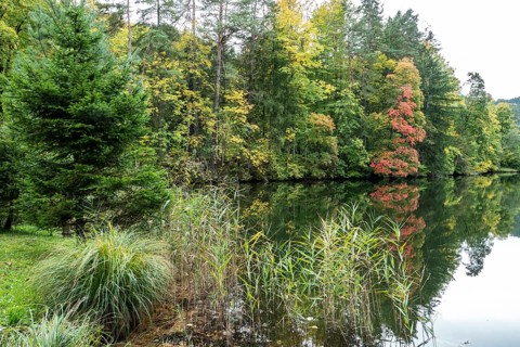 Autumn atmosphere, autumn-colored trees at Lake Mittersee, Füssen, Allgäu, Bavaria, Germany