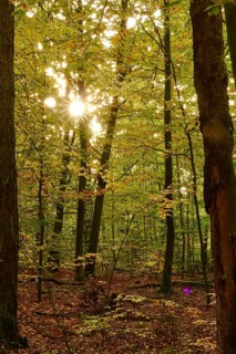 Trees in forest with autumn sun, October, Germany