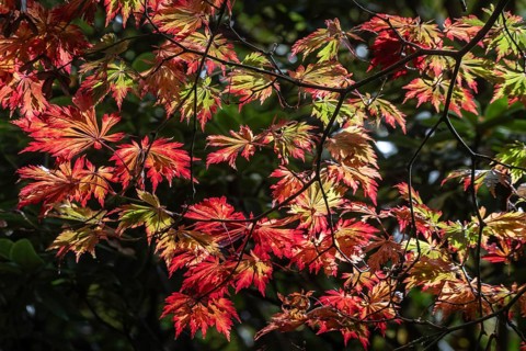 Adenhut leaf maple (Acer japonicum aconitifolium), autumn leaves, Emsland, Lower Saxony, Germany
