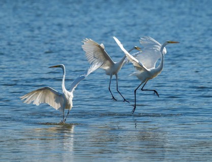 Great egret (Ardea alba), three herons fighting in the shallow water zone of a lake, dispute, blue