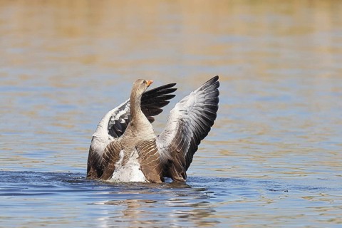 Greylag goose (Anser anser), flapping its wings on a pond, Wagbachniederung nature reserve,