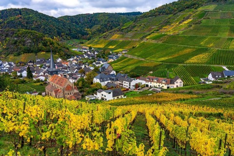 Vineyards in autumn in the central Ahr valley, near Mayschoß, Rhineland-Palatinate