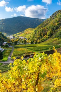 Vineyards in autumn in the central Ahr valley, near Mayschoß, Rhineland-Palatinate