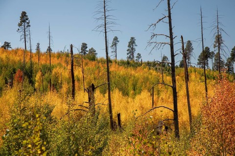 Jacob Lake, Arizona - Aspens show their brilliant fall colors as they revegetate the area burned by