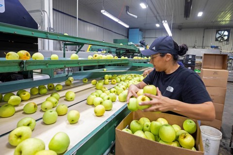 Berrien Springs, Michigan - Fresh apples are sorted and packed at Hildebrand Fruit Farms. Michigan