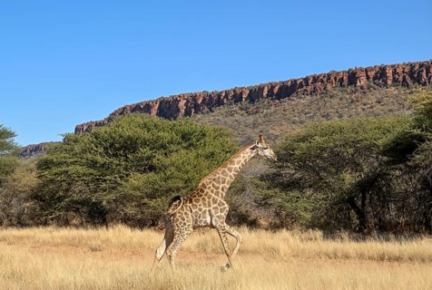 Angola giraffe (Giraffa camelopardalis angolensis) at the foot of the Waterberg, Otjozondjupa