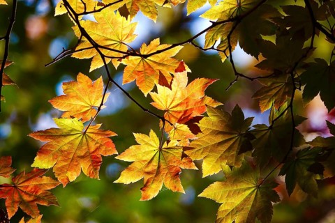 Golden October, autumn leaves, Germany