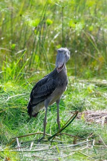 Shoebill (Balaeniceps rex) in the swamps of Mabamba between Papyrus, Lake Victoria, Uganda