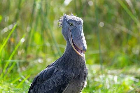 Shoebill (Balaeniceps rex) in the swamps of Mabamba, Lake Victoria, Uganda