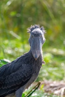 Shoebill (Balaeniceps rex) in the swamps of Mabamba, Lake Victoria, Uganda
