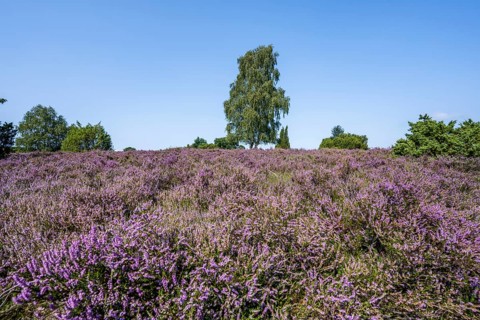 Purple flowering heath, broom heather and juniper bushes, in Totengrund, Wilsede, Lüneburg Heath