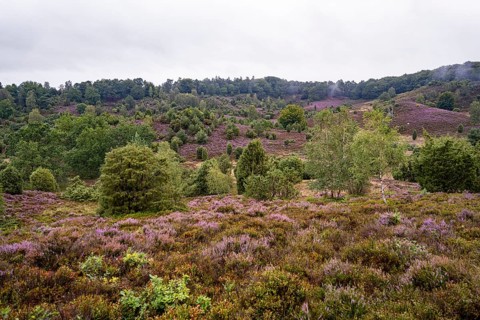 Purple flowering heath, broom heather and juniper bushes, Lüneburg Heath nature reserve, Lower