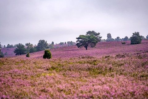Purple flowering heath, heather and juniper bushes, Lüneburg Heath nature reserve, Lower Saxony,