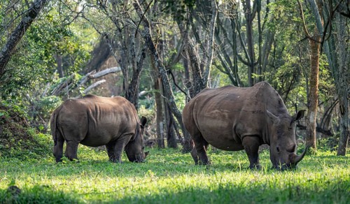 Two animals, Southern white rhinoceros (Ceratotherium simum simum), Ziwa Rhino Sanctuary, Uganda