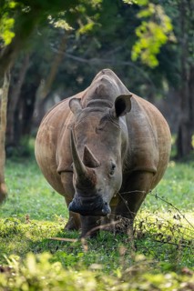 Southern white rhinoceros (Ceratotherium simum simum), Ziwa Rhino Sanctuary, Uganda