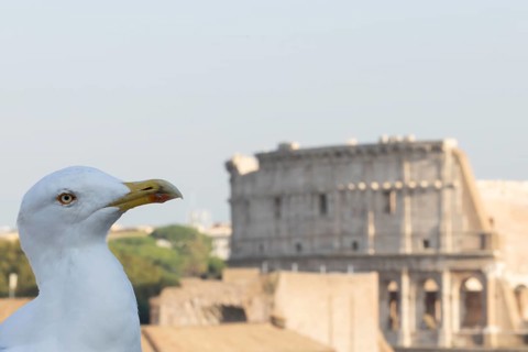 Yellow-legged gull (Larus michahellis) adult bird on an ancient city building with The Colosseum in