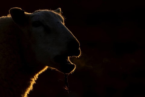 Domestic sheep (Ovis aries) adult farm animal bleeting in winter, England, United Kingdom