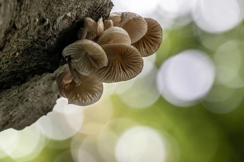 Ringed beech slime moulds (Oudemansiella mucida), Emsland, Lower Saxony, Germany