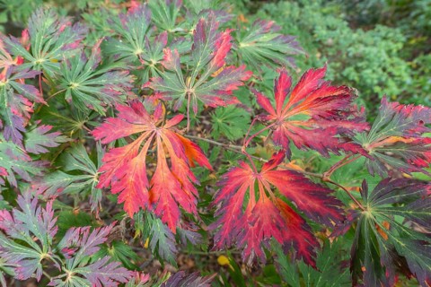Aconite-leaved maple (Acer japonicum Aconitifolium), Emsland, Lower Saxony, Germany