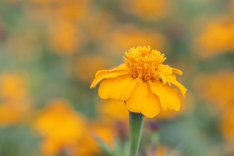 Marigolds (Tagetes), Emsland, Lower Saxony, Germany