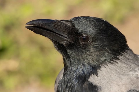 Hooded crow (Corvus cornix) adult bird head portrait, Rome, Italy