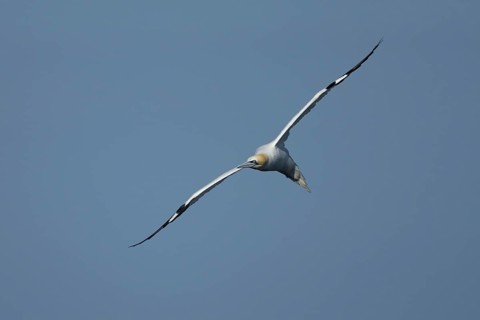 Northern gannet (Morus bassanus) adult sea bird flying, England, United Kingdom