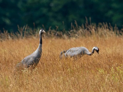 A pair of cranes looking for food, Mecklenburg-Western Pomerania, Germany