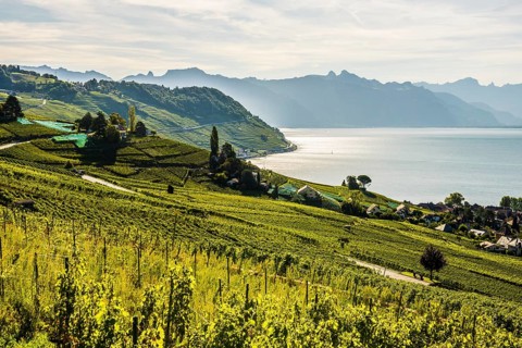 Picturesque village in the vineyards by the lake, Epesses, Lavaux, UNESCO World Heritage Site, Lake