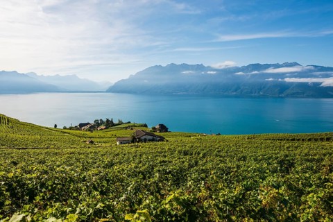 Picturesque village in the vineyards by the lake, Rivaz, Lavaux, UNESCO World Heritage Site, Lake