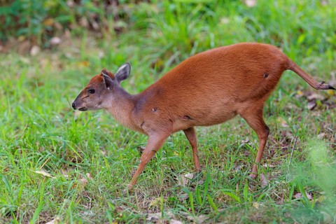 A female Red Forest Duiker (Cephalophus natalensis) stands in a green meadow, eating grass and