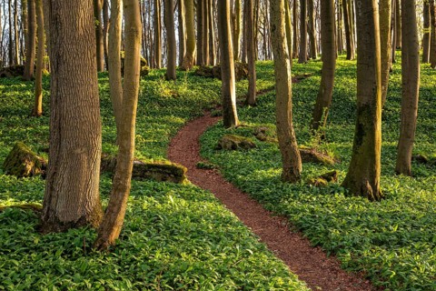 Winding forest path through an idyllic beech forest in spring with lush green wild garlic on the