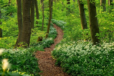 Winding forest path through an idyllic, light-flooded beech forest with wild garlic in bloom in